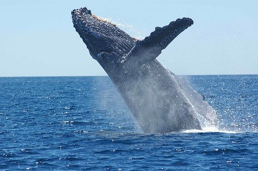 Maui whale watching